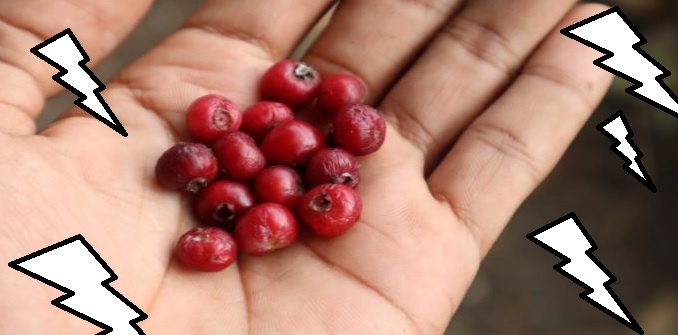 buah salam buah salam