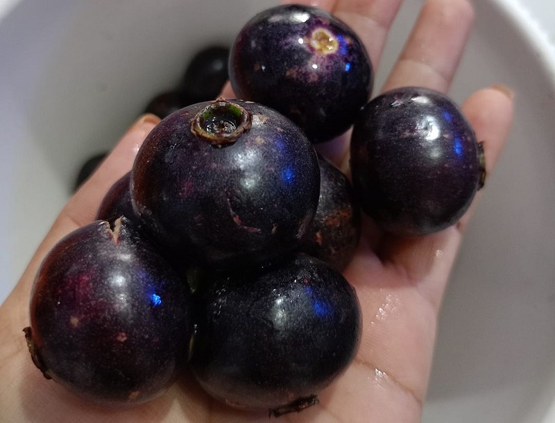 tanaman-buah-sali tanaman-buah-sali