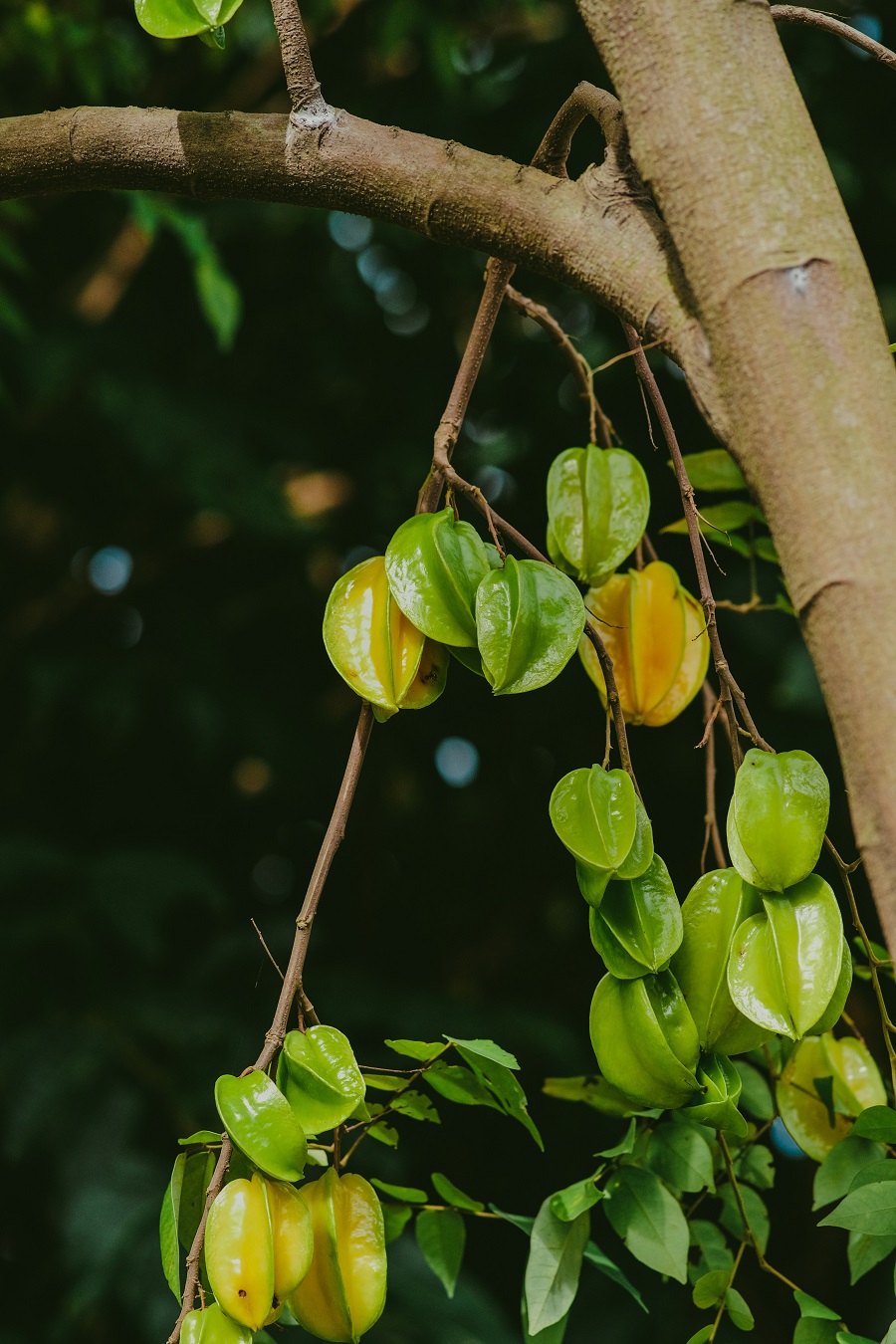 ciri-tanaman-buah-belimbing