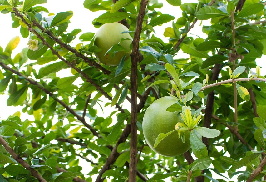 buah berenuk buah berenuk