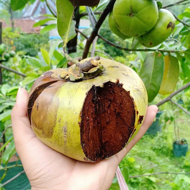 buah black sapote buah black sapote