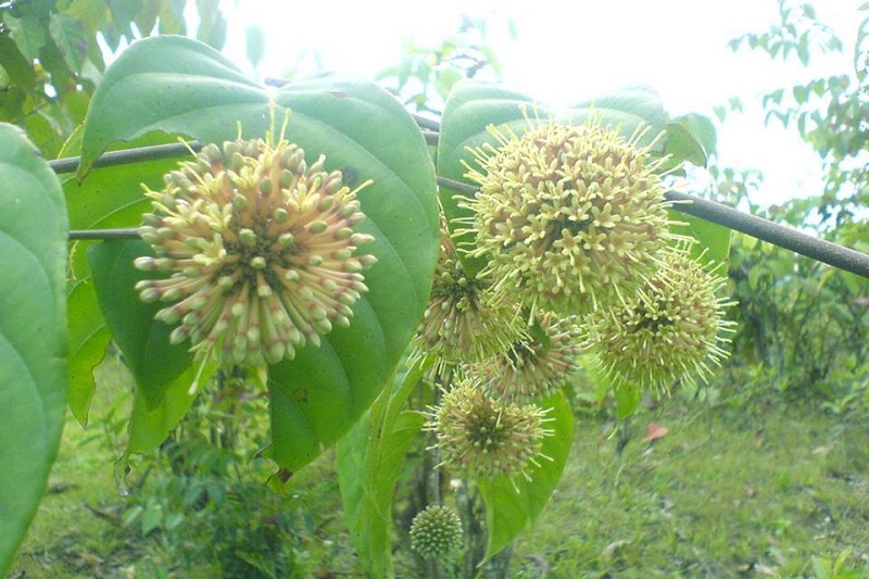 pohon-buah-gambir pohon-buah-gambir