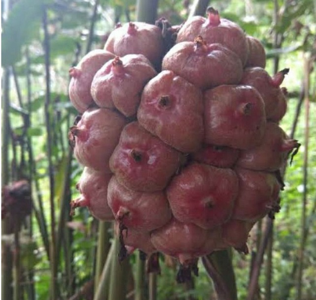 tanaman-honje