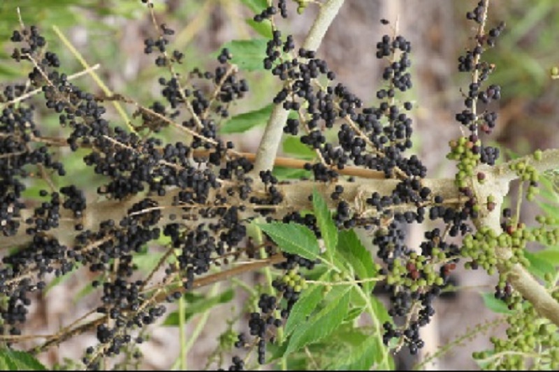 buah makasar buah makasar