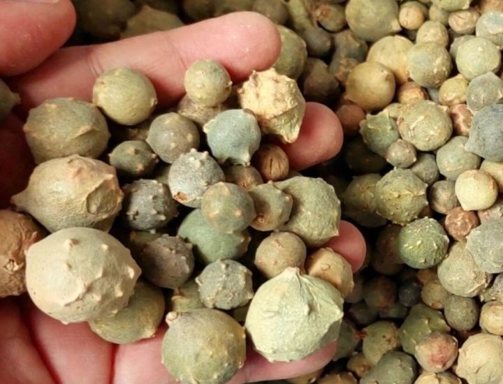 efek-samping-buah-manjakani