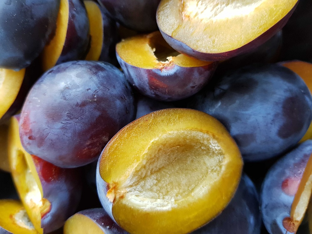 tanaman-buah-plum tanaman-buah-plum