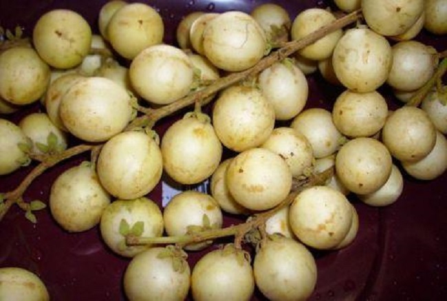 buah-rambai-kalimantan buah-rambai-kalimantan