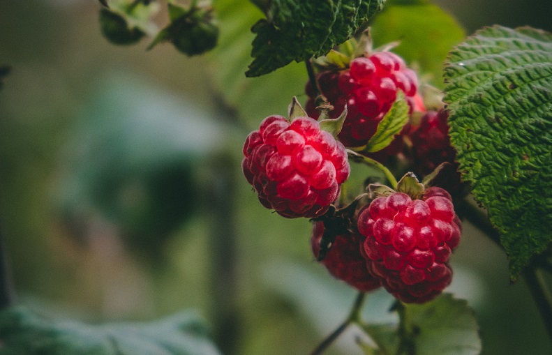 buah-raspberry