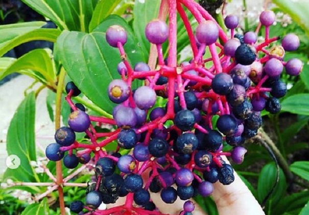 ciri ciri buah parijoto