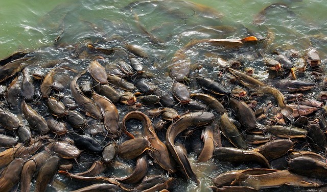 budi daya lele budi daya lele