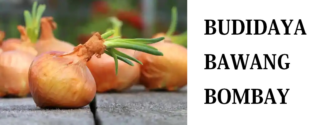 budidaya bawang bombay