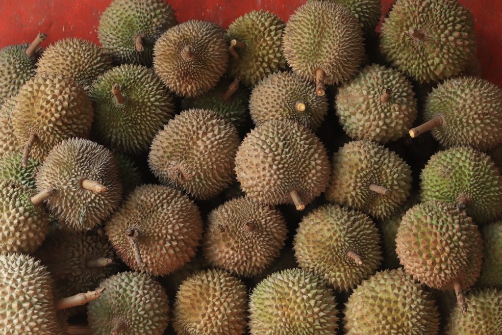 budidaya durian