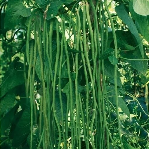 budidaya kacang panjang