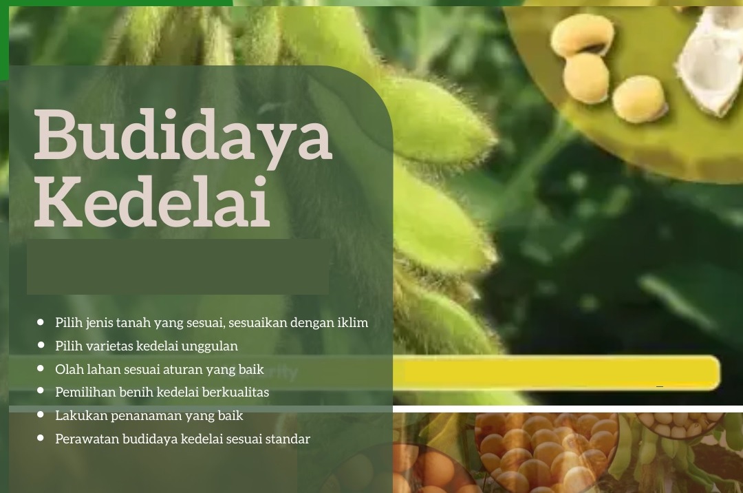 budidaya kedelai