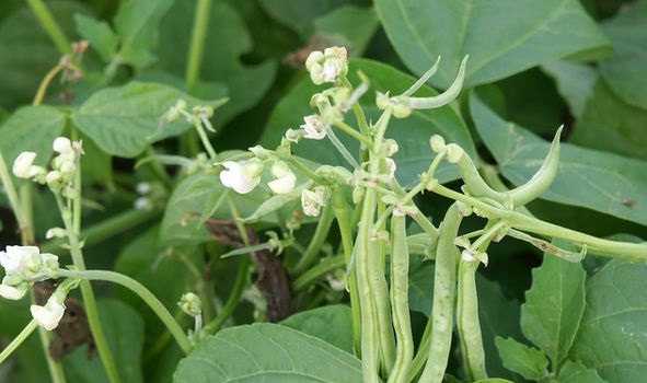 bunga buncis bunga buncis