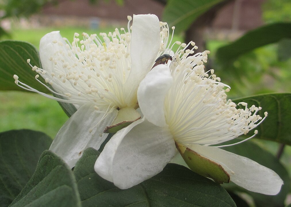 Bagian bunga