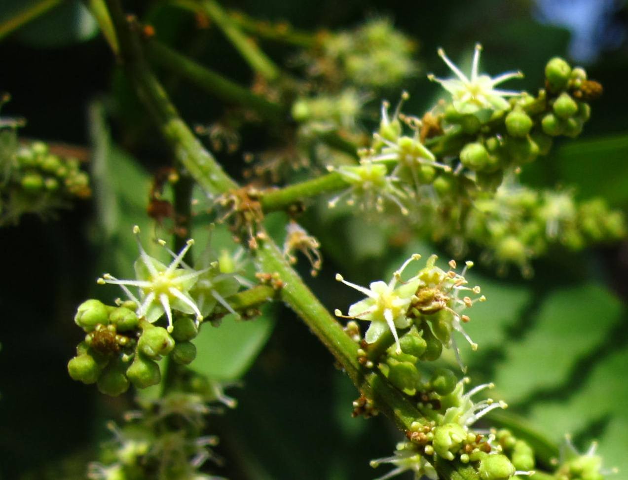 bunga jantan rambutan