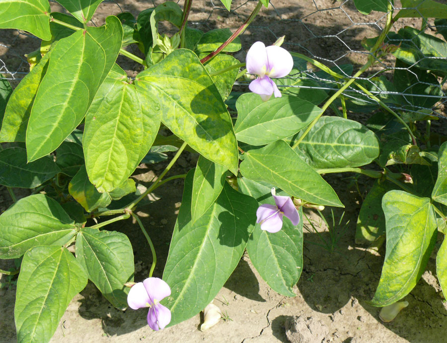 bunga kacang panjang