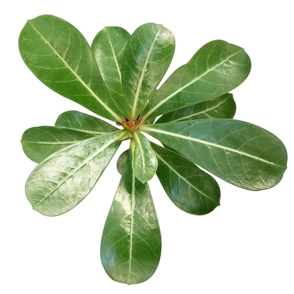 daun kamboja jepang daun kamboja jepang