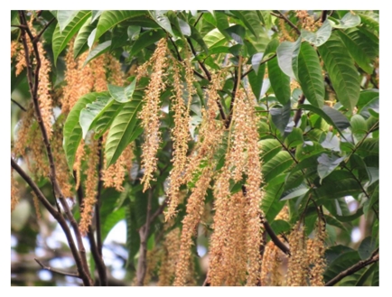 bunga tanaman matoa bunga tanaman matoa