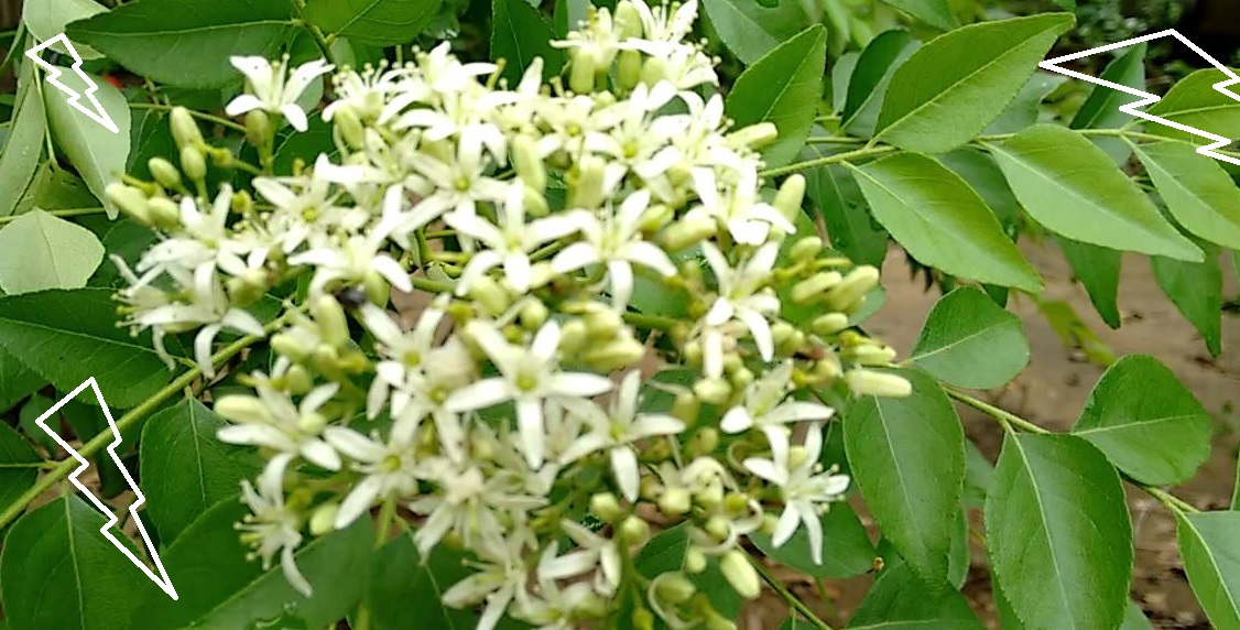 bunga tanaman daun kari