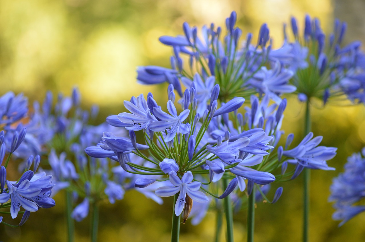 bunga agapanthus