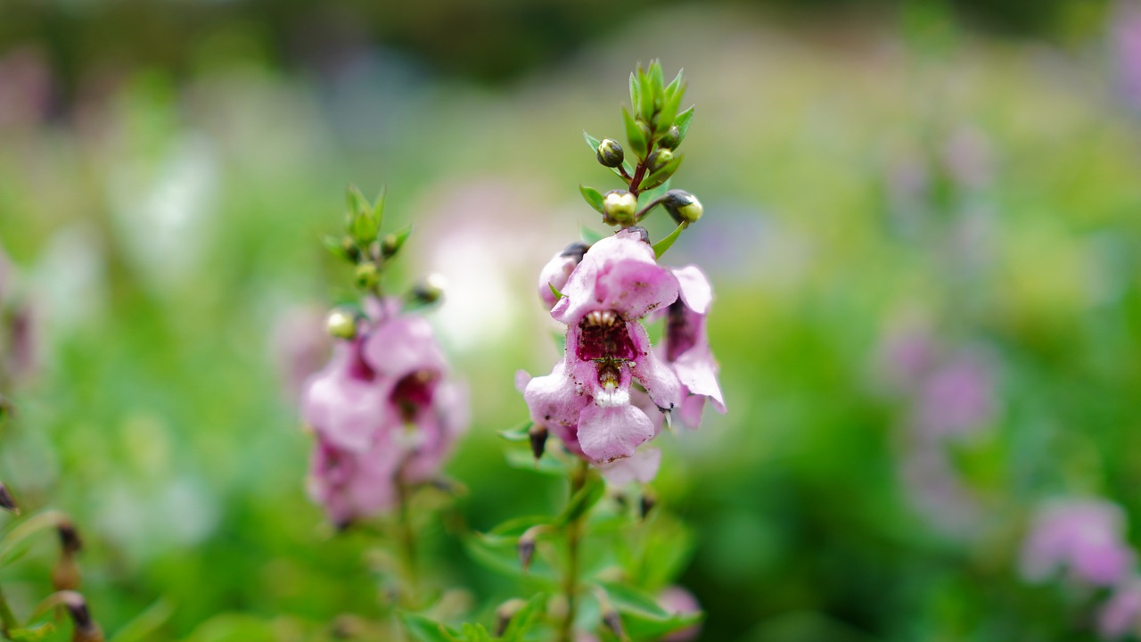 bunga angelonia