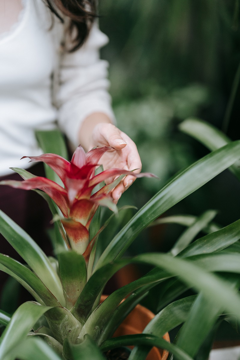 bunga-bromelia