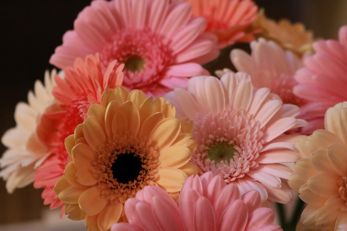 gambar-bunga-cantik-bunga-gerbera gambar-bunga-cantik-bunga-gerbera