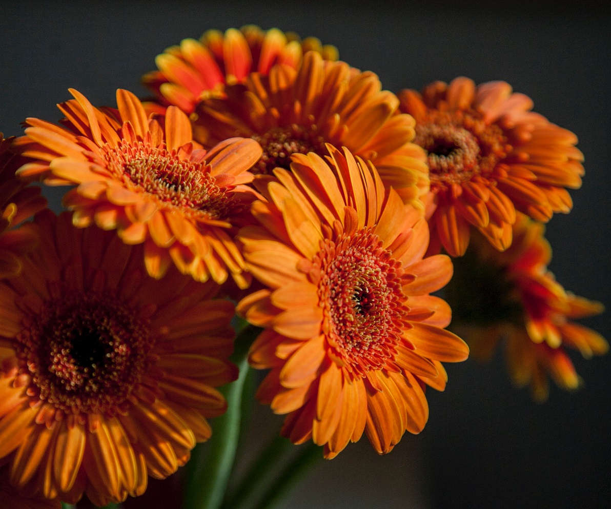 bunga gerbera oranye