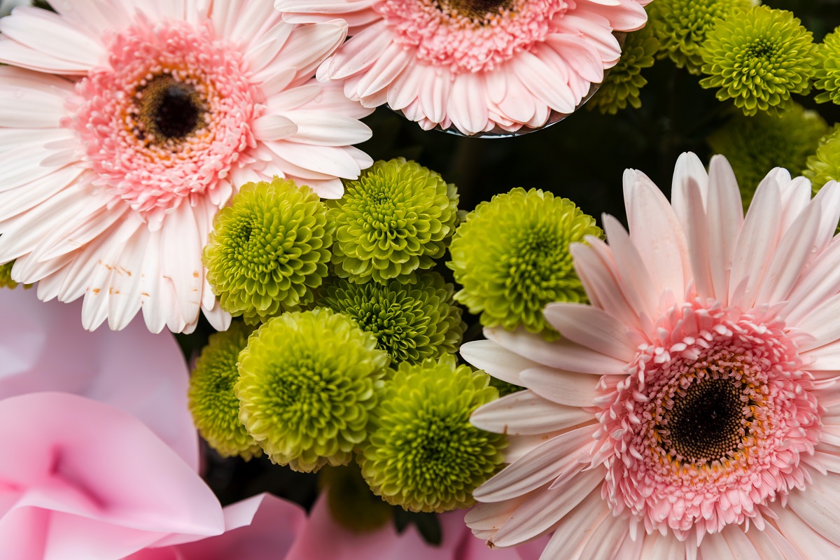 bunga gerbera pink