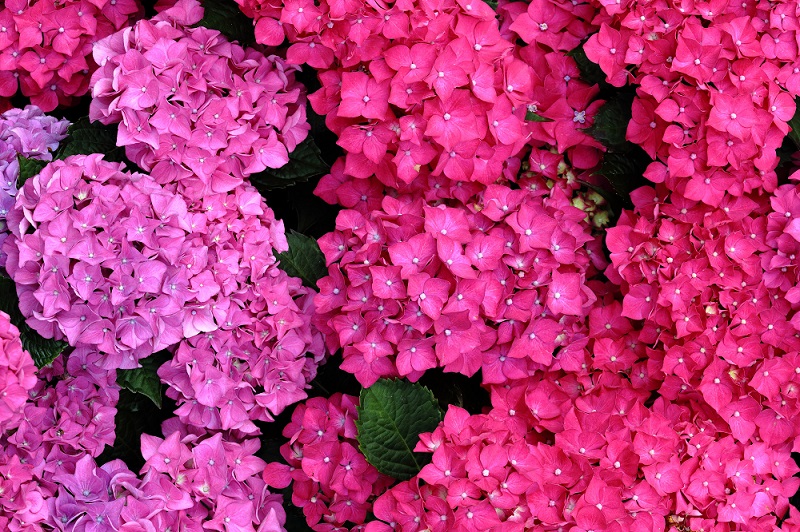 bunga-hortensia bunga-hortensia