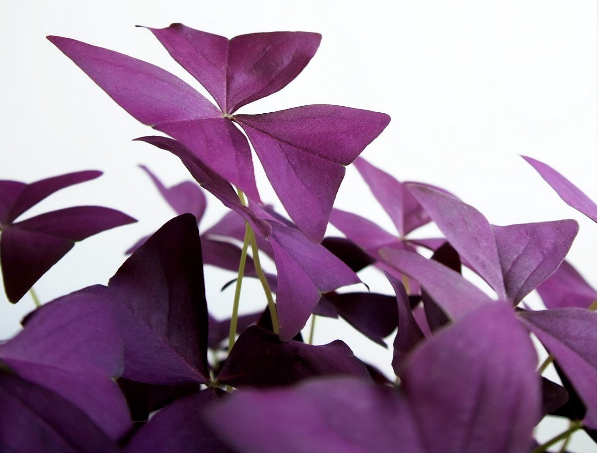 bunga kupu kupu bunga kupu kupu