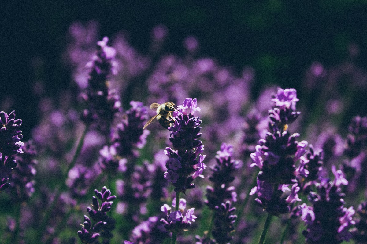 gambar bunga : Lavender