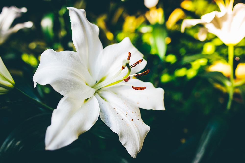 bunga lily