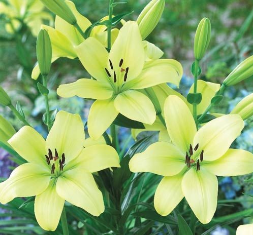 gambar bunga lily hijau