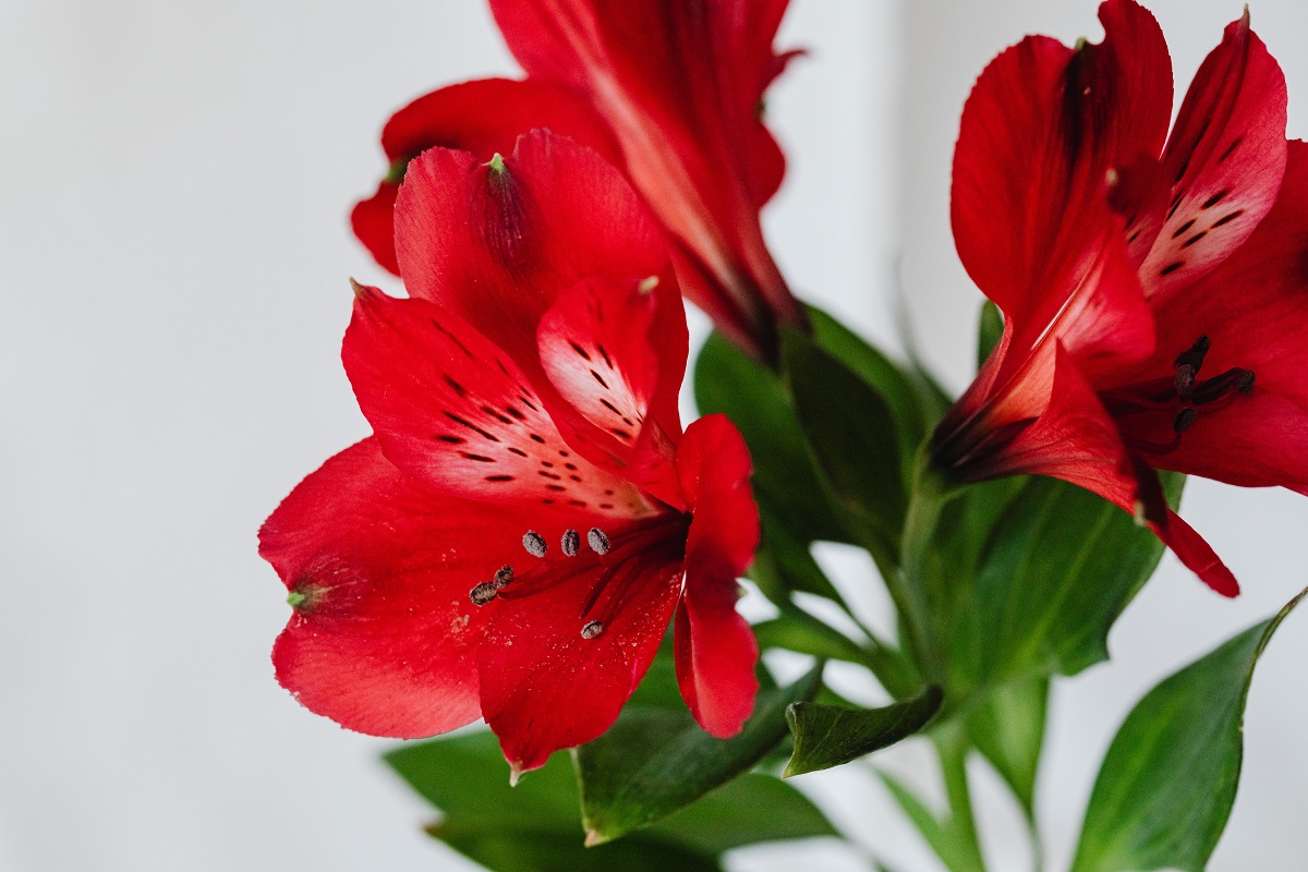 gambar bunga lily merah