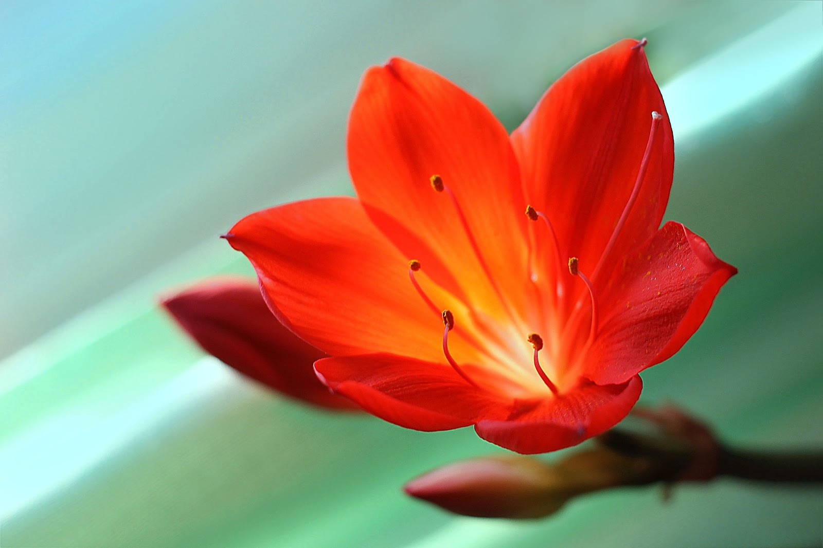 gambar bunga lily oranye