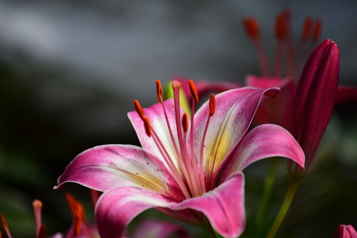 gambar bunga lily pink