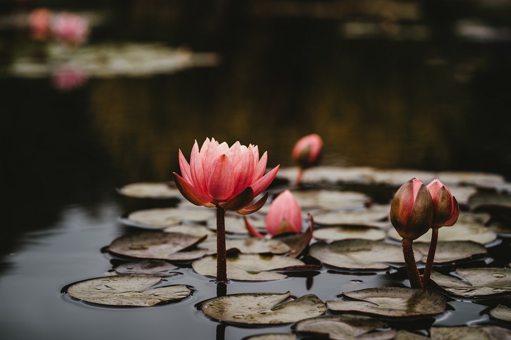 bunga lotus bunga lotus