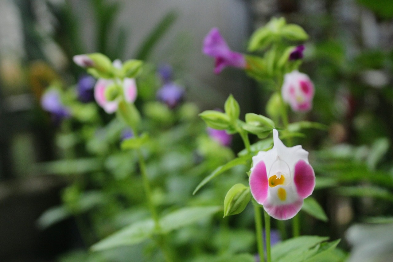 bunga-torenia