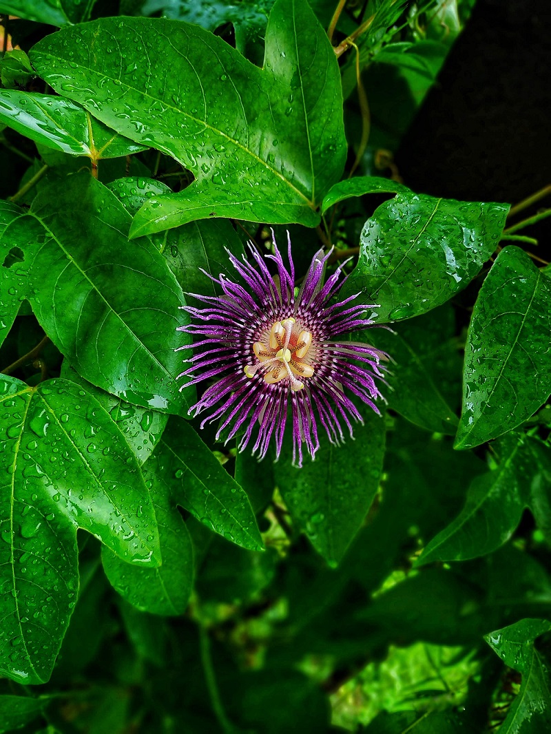 passion-flower