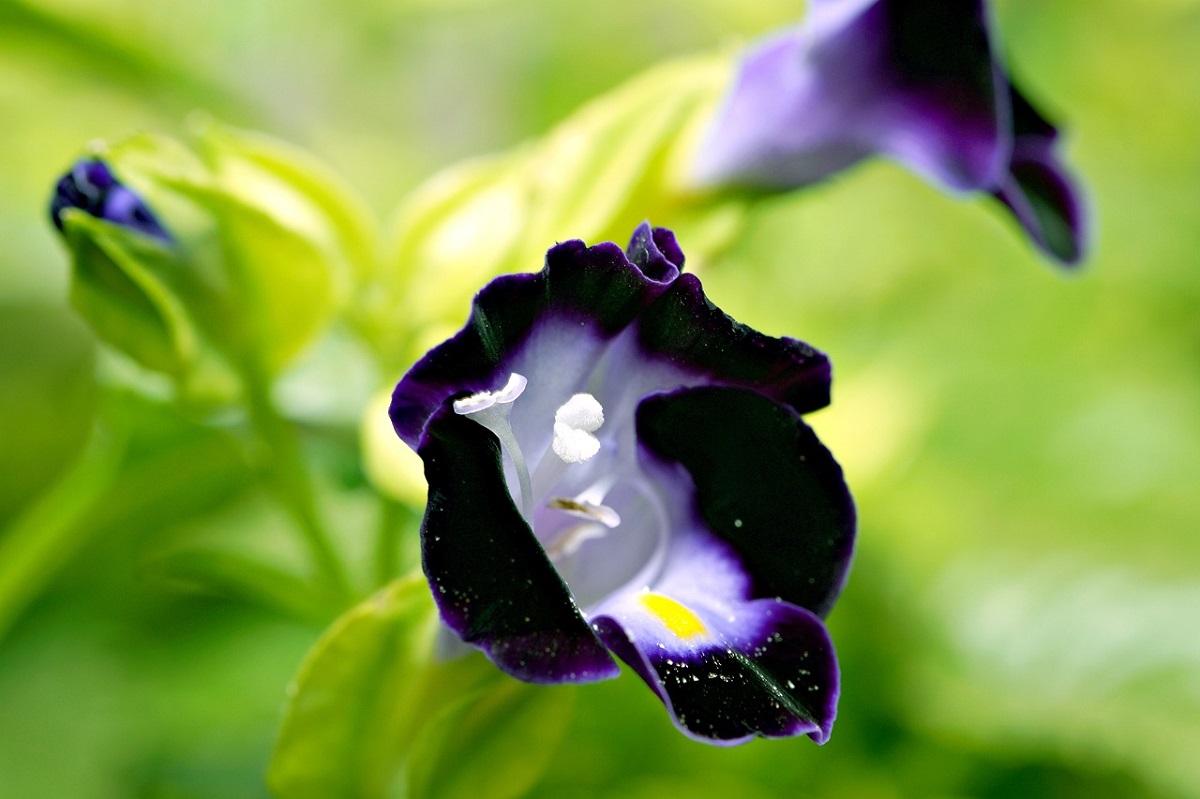 bunga torenia