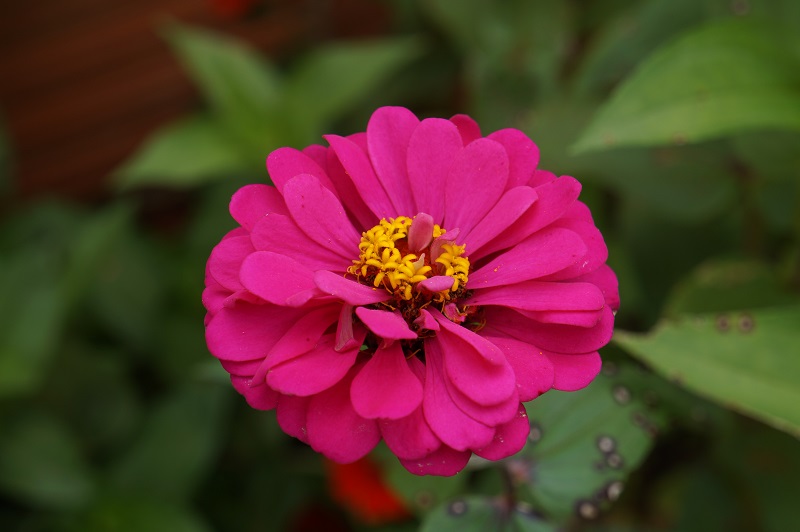 bunga zinnia bunga zinnia