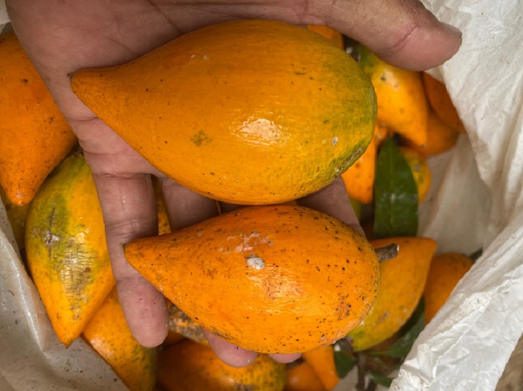 pohon-buah-campolay