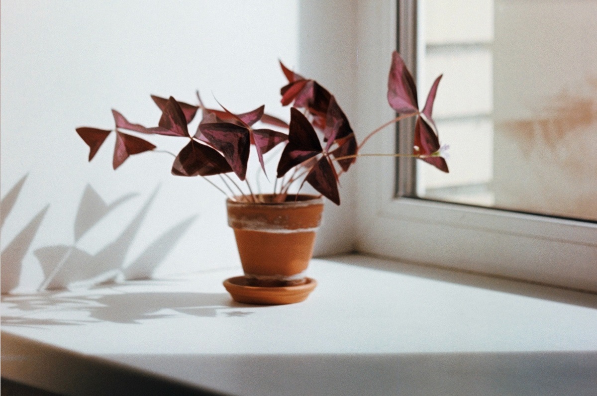 cara merawat bunga kupu kupu cara merawat bunga kupu kupu