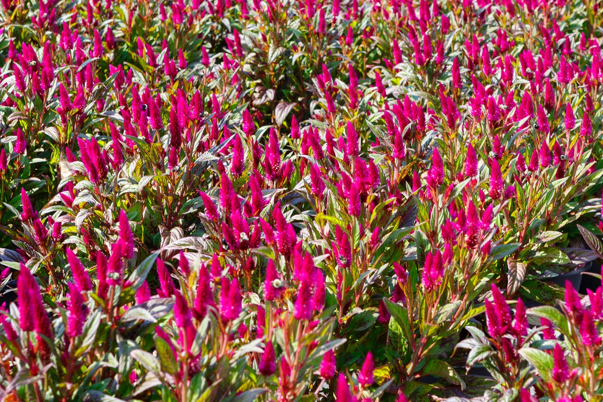 celosia