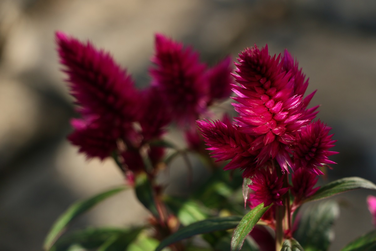 bunga celosia