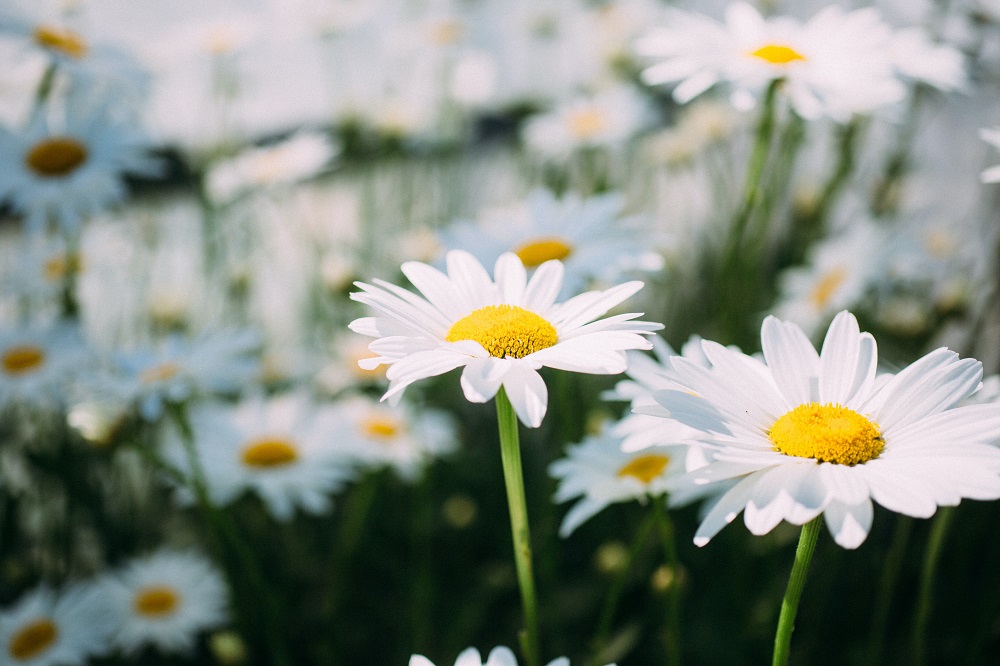 bunga-chamomile