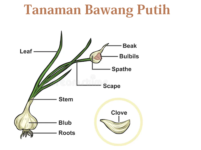 ciri - ciri tanaman bawang putih
